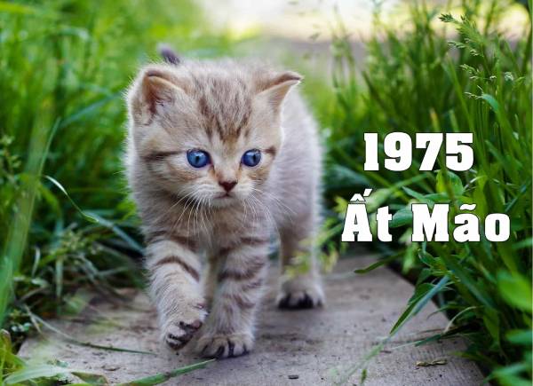 Chọn số hợp Ất Mão 1975 theo Du Niên
