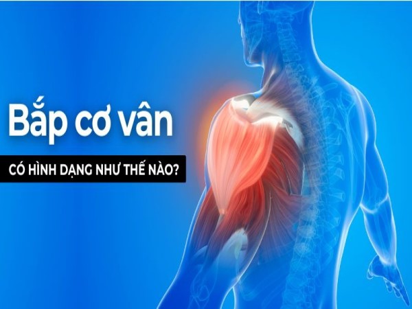 Bắp cơ vân có hình dạng như thế nào? Bí quyết khỏe mạnh
